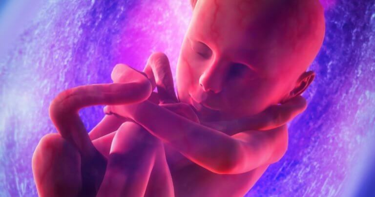 Fascial embryology - Gillespie Approach–Craniosacral Fascial Therapy