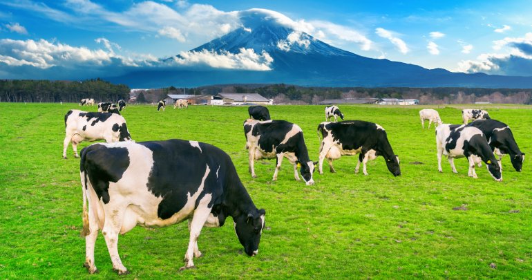 Poor sleeping baby - cows eating grass - Gillespie Approach–Craniosacral Fascial Therapy
