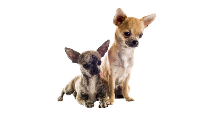 Gillespie Approach treatment for dogs - chihuahuas - Gillespie Approach–Craniosacral Fascial Therapy