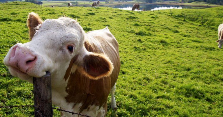 Everyone loves Dairy - cow closeup - Gillespie Approach–Craniosacral Fascial Therapy