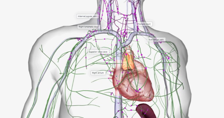 Revisiting lymphatic system - Gillespie Approach–Craniosacral Fascial Therapy