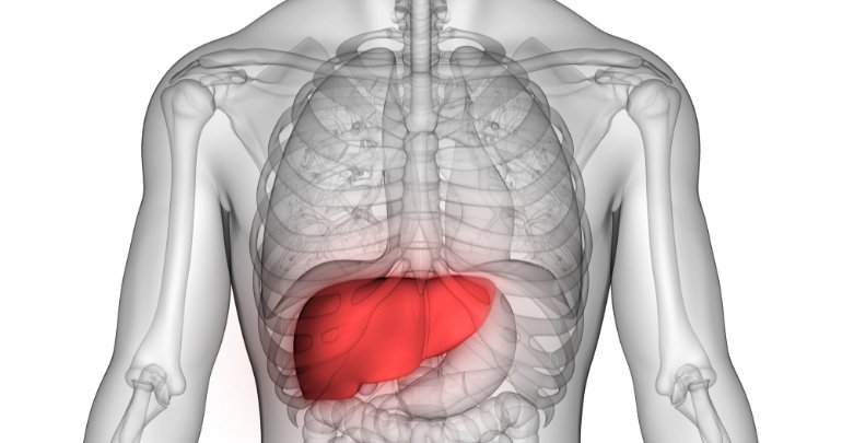 Infant liver - illustration of liver - Gillespie Approach–Craniosacral Fascial Therapy